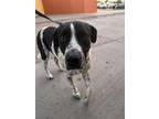 Adopt Parker a German Shorthaired Pointer, Mixed Breed