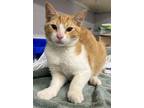 Adopt George a Domestic Short Hair