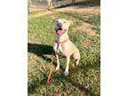 Adopt Angelo a Black Mouth Cur, Boxer