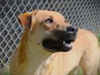 Adopt Moonshine a Labrador Retriever