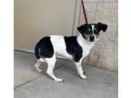 Adopt Maury a Jack Russell Terrier