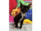 Adopt Paul a Domestic Short Hair