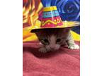 Adopt Elote a Domestic Short Hair