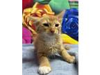 Adopt Pedro a Domestic Short Hair