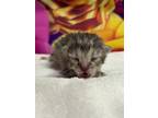 Adopt Speckle a Domestic Short Hair