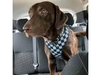 Adopt Leshy a Chocolate Labrador Retriever