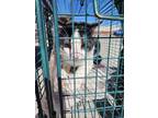 Adopt SOURPATCH a Domestic Short Hair