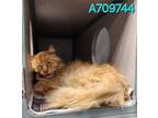 Adopt TUNA a Domestic Medium Hair