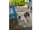 Adopt A709910 a American Staffordshire Terrier