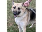 Adopt MAX a German Shepherd Dog