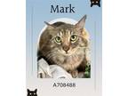 Adopt MARK a Domestic Long Hair