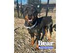 Adopt BEAR a Rottweiler