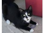 Adopt TOULOUSE a Domestic Short Hair