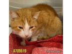 Adopt ROGER a Domestic Short Hair