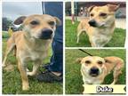 Adopt DUKE a Labrador Retriever