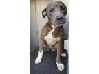 Adopt MESSI a American Staffordshire Terrier