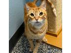 Adopt Jupiter a Domestic Short Hair