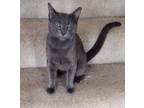 Adopt Sett a Domestic Short Hair