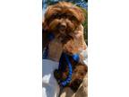 Adopt Brownie a Yorkshire Terrier