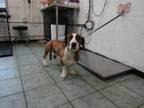 Adopt Fred a Basset Hound, Mixed Breed