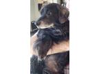 Adopt Buster a Dachshund