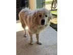 Adopt Hoss a Great Pyrenees, Mixed Breed