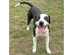 Adopt Ash a American Staffordshire Terrier, Mixed Breed