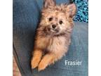 Adopt Frasier a Pomeranian, Mixed Breed