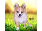 Adopt Niles a Pomeranian