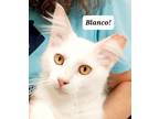 Adopt Blanco a Domestic Short Hair