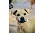 Adopt Bowser a Anatolian Shepherd, Black Mouth Cur