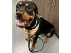 Adopt Blaze a Rottweiler