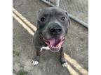 Adopt CINCO a Staffordshire Bull Terrier, Mixed Breed