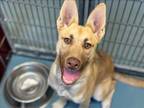 Adopt CHESTER a German Shepherd Dog, Mixed Breed