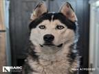 Adopt MAX a Siberian Husky, Mixed Breed