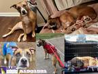 Adopt BUD a Staffordshire Bull Terrier, Boxer