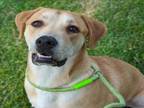 Adopt THEO a Labrador Retriever, Mixed Breed