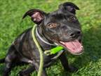 Adopt APOLLO a Staffordshire Bull Terrier, Mixed Breed