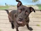 Adopt SONNY a Labrador Retriever, Mixed Breed