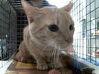 Adopt CARLITOS a Domestic Short Hair