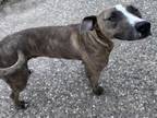 Adopt TATE a Staffordshire Bull Terrier, Mixed Breed