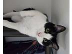 Adopt *Snoopy* a Domestic Short Hair