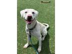 Adopt BRUCE a Labrador Retriever