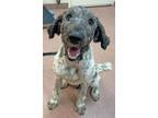 Adopt WALTER a Pointer, Poodle