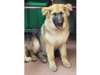 Adopt SAMSON a German Shepherd Dog