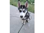 Adopt FLOKI a Siberian Husky