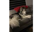 Adopt TODD a Alaskan Malamute, Siberian Husky