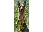 Adopt MOOSE a German Shepherd Dog