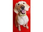 Adopt HALFORD a Poodle, Mixed Breed