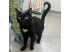 Adopt Flash a Domestic Short Hair